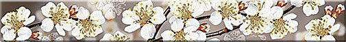 Бордюр Sakura 6,2x50,5 Azori Amati арт. 584191002